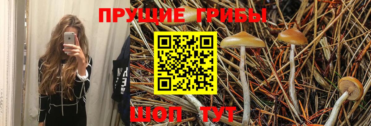 Псилоцибиновые грибы Psilocybe Северск